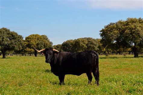 La morucha una raza autóctona de Salamanca 100 extensiva La Gaceta