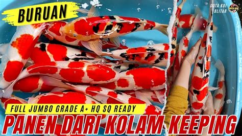 Review Hasil Panen Dari Kolam Pembesaran Koi Grade A Sampai Sq