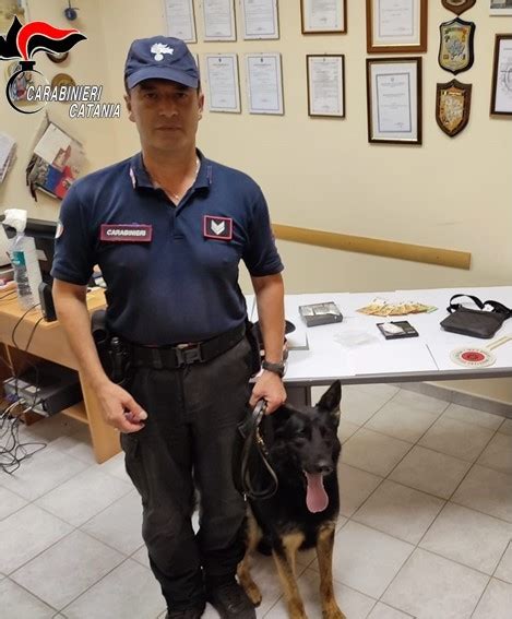 Nasconde La Coca Ma Il Cane Antidroga La Fiuta Nel Muro Arrestato