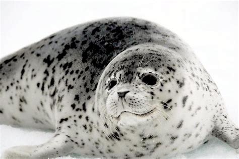 Spotted seal - Alchetron, The Free Social Encyclopedia