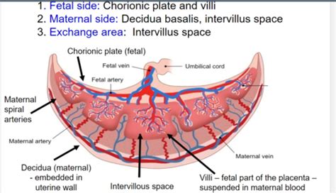 Fetal 1 Placenta Amniotic Fluid Fetal Placental Connection