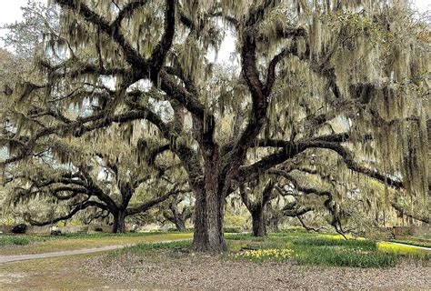 Majestic Trees Photograph by Gwendolyn Patterson Cobbs - Fine Art America