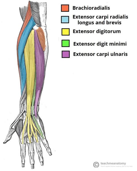 Muscles Of Hand And Wrist Bone And Spine