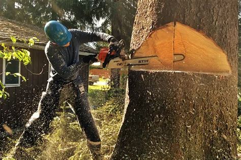 How Much Does Tree Removal Cost Rivendell Tree Experts