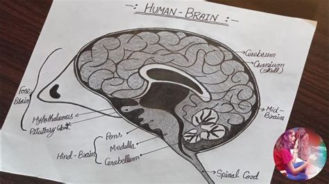 How To Draw Diagram Of Human Brain Labelled Digram Drawing Of Human