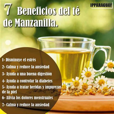 Beneficios del té de manzanilla usos y propiedades