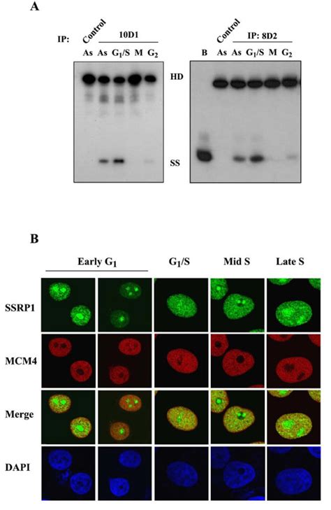 Catalysis And Formation Of The Fact Mcm Complex Is Regulated In A Cell