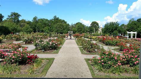 Rose Garden in Delaware Park : r/Buffalo