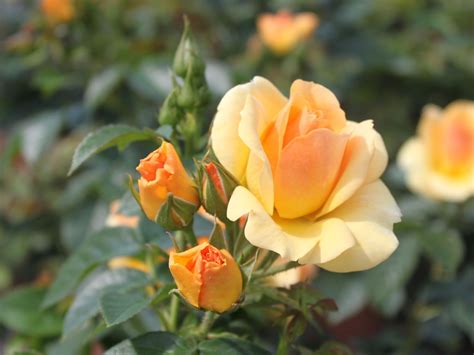 Rosa 'Hansestadt Rostock' | Eetbare tuin, Tuin