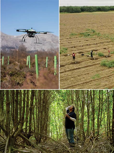 Reforestation Metametry