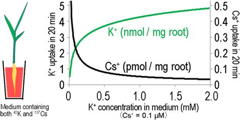 Measurement Of The Uptake Rate Of Potassium And Caesium By Ri Tracer Download Scientific