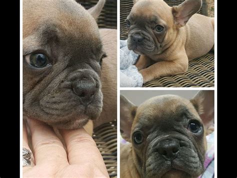 Masterpiece Frenchies Puppies For Sale