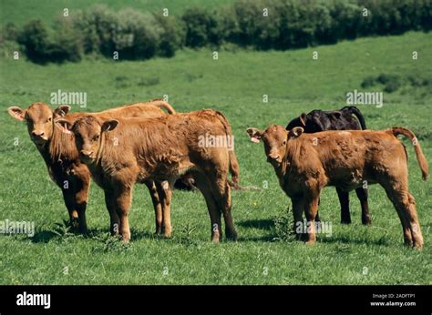 Limousin Calves Limousin Are A Breed Of The Domestic Cow Bos Taurus