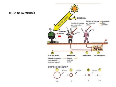 T10 La Materia Y La Energía En Los Ecosistemas Ciclos De La Materia Y