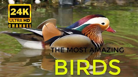 The Most Amazing Birds In The World K Ultra Hd Relaxing Music And