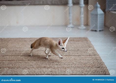 Pretty Fennec Fox Cub in Light Room Stock Photo - Image of approaching, indoor: 191895524