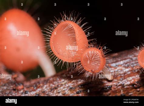 The Fungi Cup Thrives On A Dead Log Or Tree In The Phylum Ascomycota