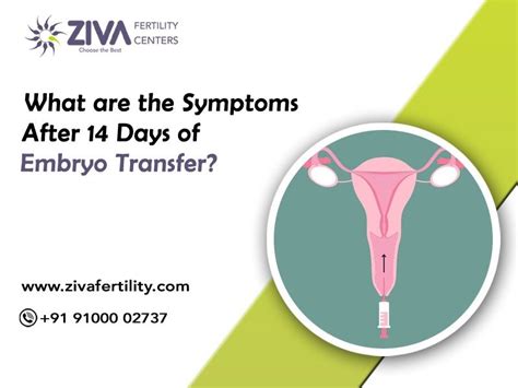 Why Do You Have To Wait 2 Weeks After IVF Leia Aqui What Happens