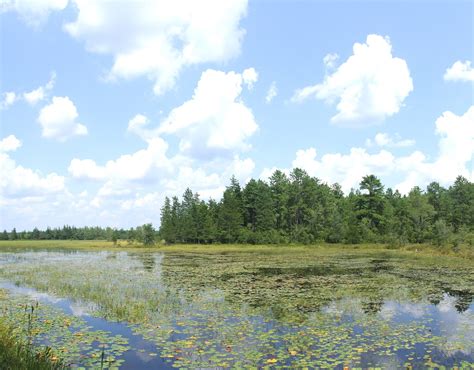 Endangered New Jersey Pine Barrens Protection