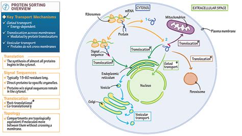 Cell Biology Protein Sorting Overview Ditki Medical Biological