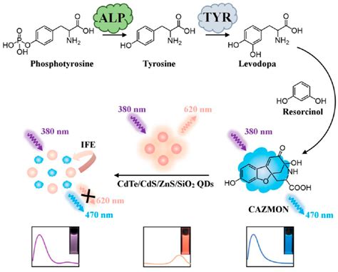 Schematic Of Enzyme Cascade Based Ratiometric Fluorescent Probes For