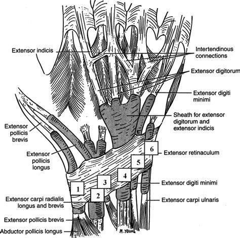 Industrial Medicine And Acute Musculoskeletal Rehabilitation 1