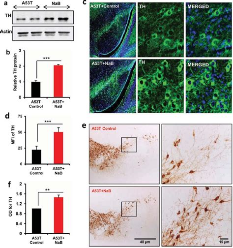 Oral Nab Increases The Level Of Th In Vivo In The Nigra Of A T Tg