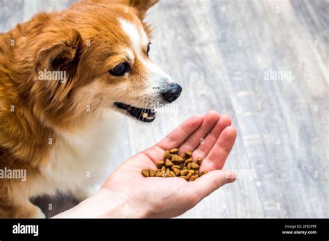 El Perro Come Comida Seca De La Mano De Su Dueño En La Cocina Fotografía De Stock Alamy