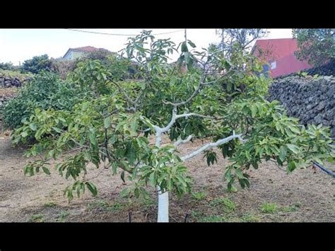 Arbol De Aguacate Enfermo Por Hongo Evoluciony Mas Cosas Arbol Con