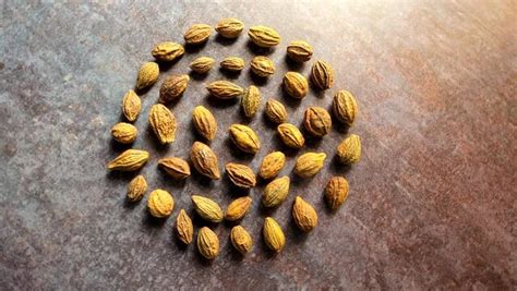 chebula images browse  stock  vectors  video adobe stock