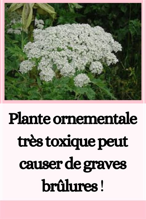 Plante ornementale très toxique peut causer de graves brûlures