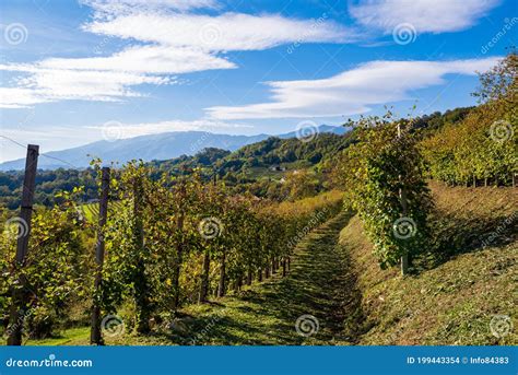 Italian Vineyards Landscape in Valdobbiadene Stock Photo - Image of ...