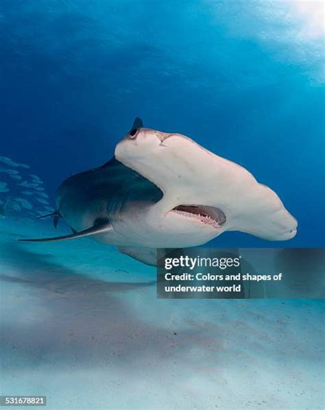 Hammerhead Shark Eyes Photos And Premium High Res Pictures Getty Images