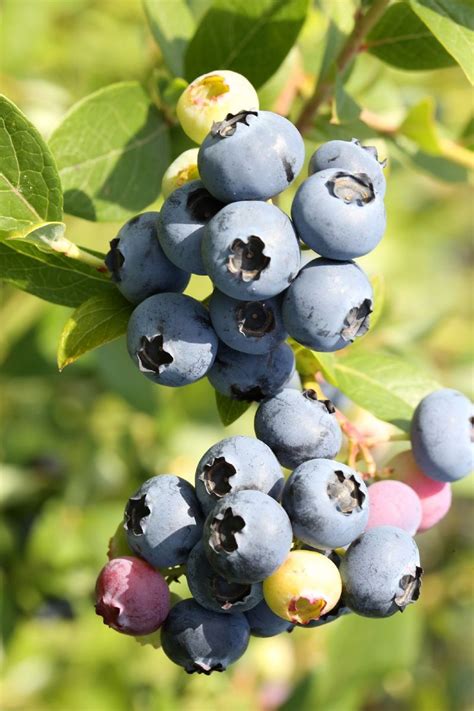 Heidelbeere Hortblue Petite Vaccinium Corymbosum Hortblue Petite