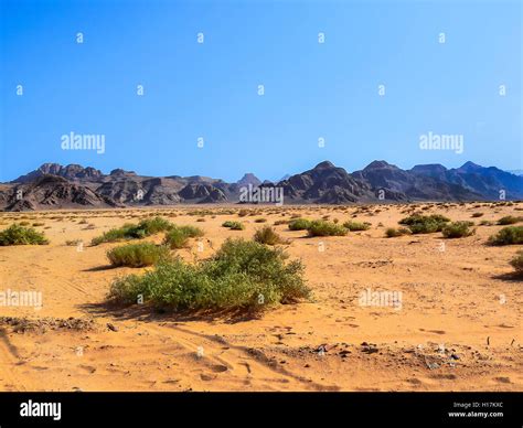 Bushes In Desert Hi Res Stock Photography And Images Alamy