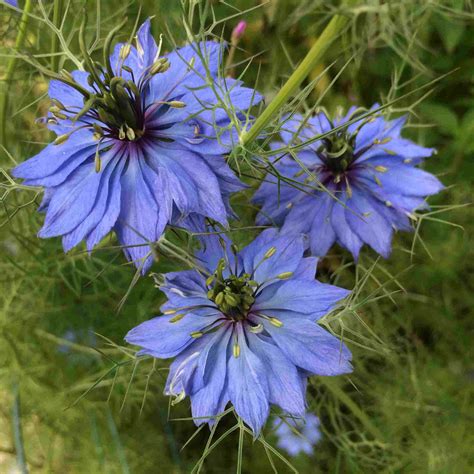 12 Best Annual Flowers To Grow From Seed