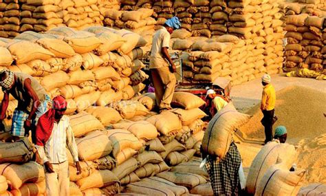 57 22 Lakh MT Paddy Procured From Odisha Farmers In Kharif Season Odisha