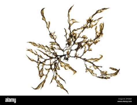 Nature Green Sea Algae Cut Out Stock Images And Pictures Alamy