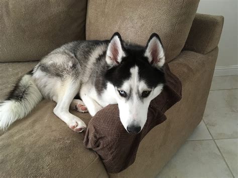 The Ruff Life of Luna - Hopping right into the weekend like… 🐇 . . 🌟