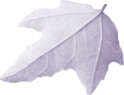 Download Publié Il Y A 19th December 2013 Par Mohamed El Fadely Maple Leaf Png Image With No