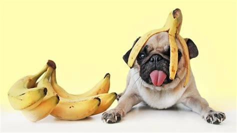 25 Fruits Dogs Can And Cant Eat Petietec