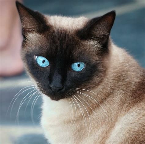 Get To Know The Rare Ragamese Cat All You Need To Know