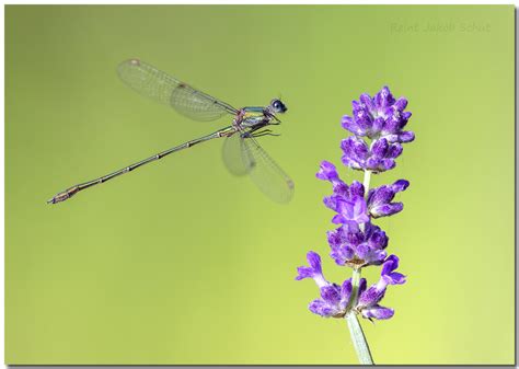 Damselflies And Dragonflies Vol 4 Flickr