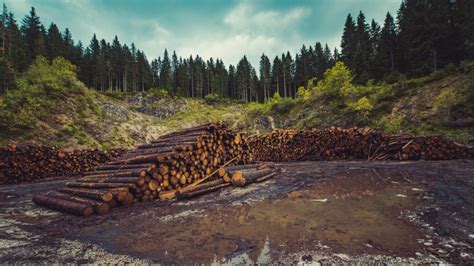 Sobreexplotación de los recursos naturales causas y consecuencias