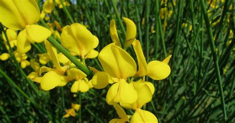 Retama De Flor Spartium Junceum Plantas Riomoros