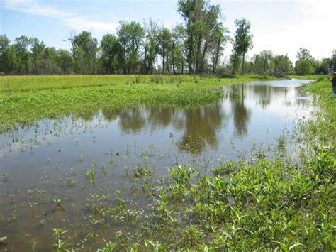 Frogs And Turtles In Two Missouri River Wetlands Big Muddy Speaker Series