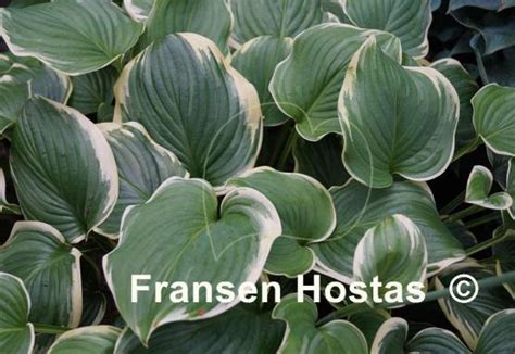 Hosta Fragrant King Fransen Hostas