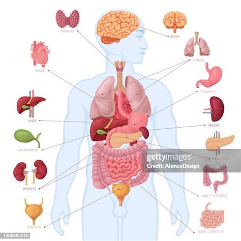 2,078 Human Organ Diagram Male Stock Photos, High-Res Pictures, and ...