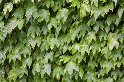 Parthenocissus Robusta Parthenocissus Tricuspidata Boston Ivy