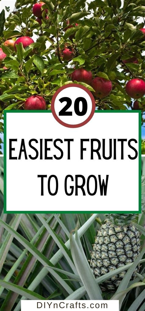 20 Easiest Fruits Anyone Can Grow Beginner Friendly Ideas Diy And Crafts